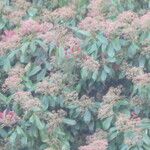 Photinia fraseri Flower