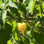 Physalis pubescens Fruit