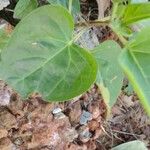 Mirabilis longiflora Leaf