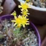 Sedum amplexicaule Flor