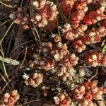 Sedum andegavense 葉