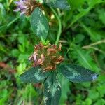 Trifolium pratense Плід