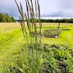 Calamagrostis canescens 葉