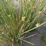 Cyperus laevigatus Квітка