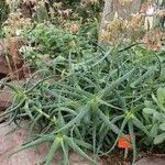 Aloe acutissima Hábito