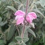 Phlomis purpureaFlower