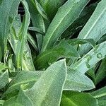 Cyanus triumfettii Leaf