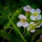 Arabidopsis cebennensis Квітка