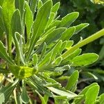 Osteospermum ecklonis Листок