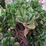 Crassula ovata 葉