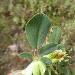 Tripodion tetraphyllum Folla