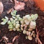 Cotyledon pendens叶