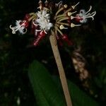 Adiscanthus fusciflorus Fruit