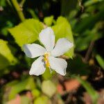 Hibiscus micranthus 花