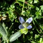 Comastoma tenellum Flower