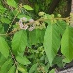 Callicarpa pedunculata Flor