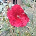 Hibiscus acetosella Virág