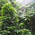 Coffea arabica অভ্যাস