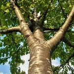 Betula maximowicziana 樹皮