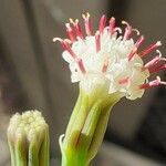 Senecio rowleyanus Fleur