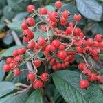 Cotoneaster coriaceus Frugt