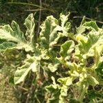 Solanum rostratum Fuelha