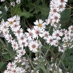 Tripolium pannonicum 花