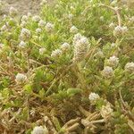 Gomphrena vermicularis Habitus