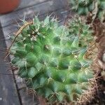 Mammillaria polythele List