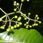 Psychotria grandis Leaf