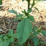 Amaranthus retroflexus ഇല