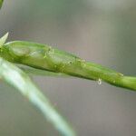 Cyperus zollingeri Floro