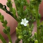Verbena urticifolia Flor