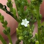 Verbena urticifolia Žiedas