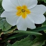 Primula vulgaris 花