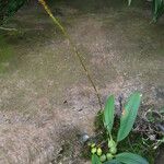 Bulbophyllum subligaculiferum Hábito