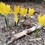 Sternbergia lutea Flower