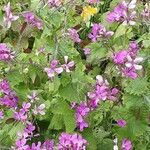 Lunaria rediviva موطن