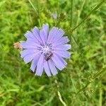 Cichorium endiviaFlower