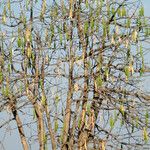Ceiba pentandra 整株植物