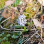 Globularia vulgaris Kvet