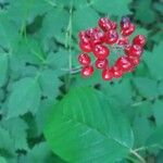 Actaea rubra 果實