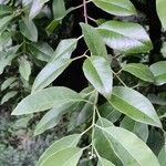 Santalum album Leaf