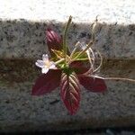 Epilobium roseum Květ