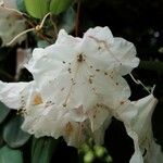 Rhododendron vernicosum Lorea