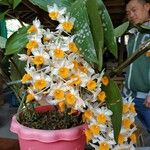 Dendrobium thyrsiflorum Hábito
