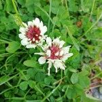 Trifolium occidentale പുഷ്പം