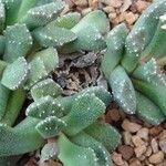 Aloinopsis luckhoffii Natur