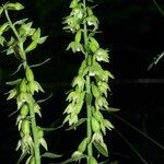 Epipactis phyllanthes Квітка