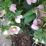 Helleborus orientalisFlower